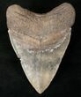 Large South Carolina Megalodon Tooth #14672-1